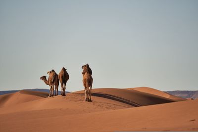 Rear view of man walking on sand dune in desert against clear sky