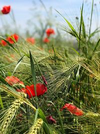 Close-up of poppy on field