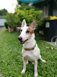 Close-up of dog standing on grassy field