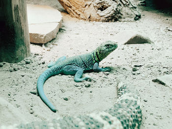 Lizard at zoo