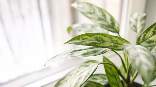 leaf