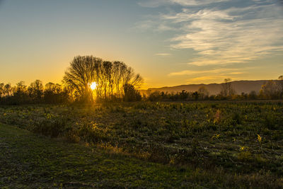 Yellow sunset between trees and plowed fields in montegalda, vicenza, italy