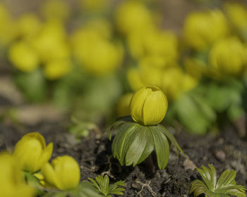 Close-up of yellow flowering plant on field