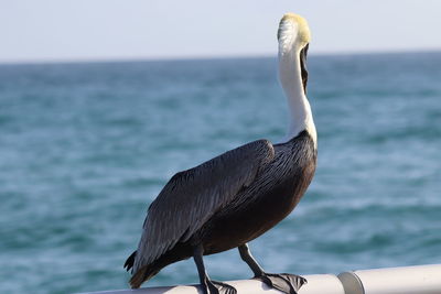 Bird perching on a sea