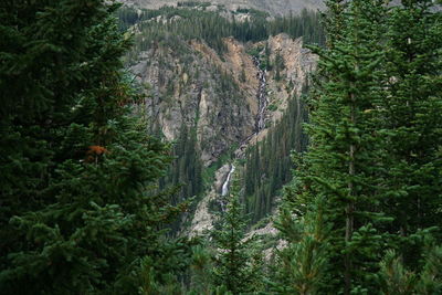 Pine trees in forest