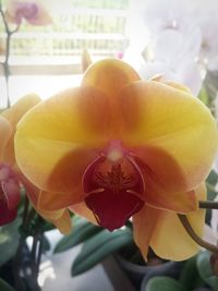 Close-up of yellow flower