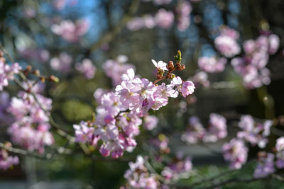 Close-up of pink cherry blossoms