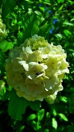 Close-up of flower blooming outdoors