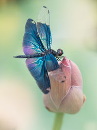 Close-up of butterfly on purple flower