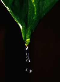 Close-up of raindrops on leaf