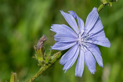 Close up of a common chicory  flower in bloom