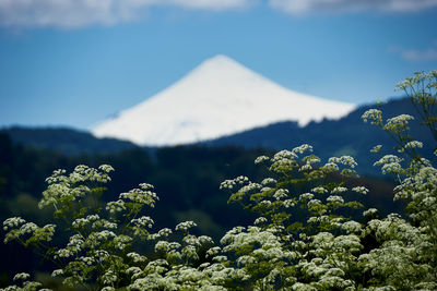 Close-up of fresh plants against sky