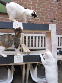 White cat sitting on table