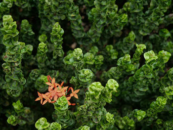 High angle view of leaves and plants