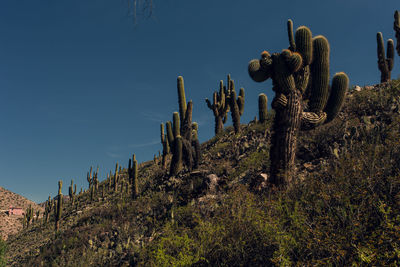 Cactus plant against clear sky