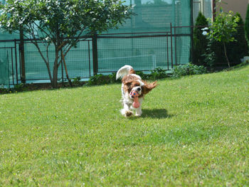 Dog running in grass