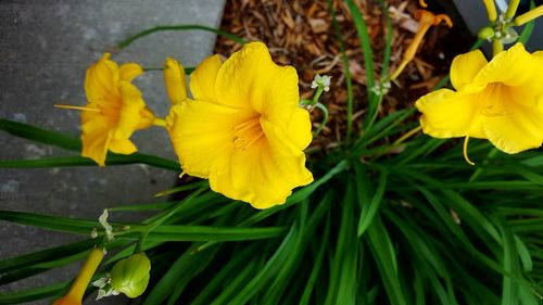 Close-up of yellow flower