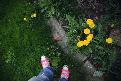 Low section of person wearing canvas shoe standing on field