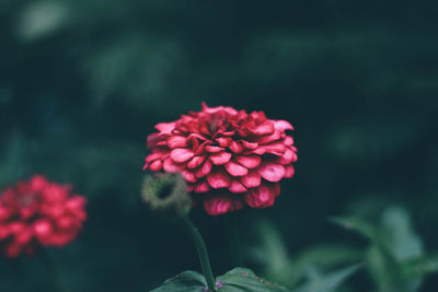 Close-up of red rose flower