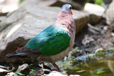 Close-up of bird perching on rock