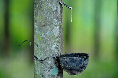 Close-up of spider on tree trunk in forest