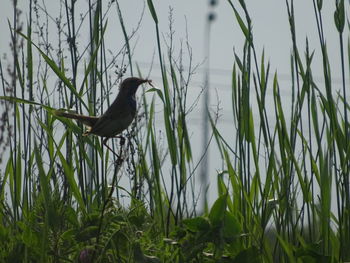 Bird perching on a field