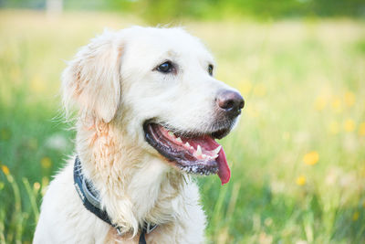 Close-up of dog looking away