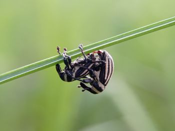 Couple of weevil zebra beetle mating on a grass