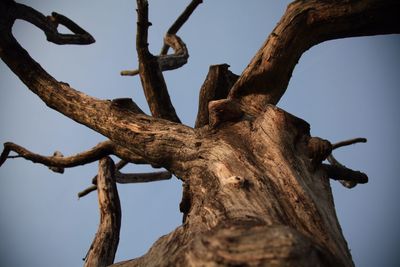 Low angle view of tree trunk against sky