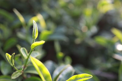 Close-up of plant