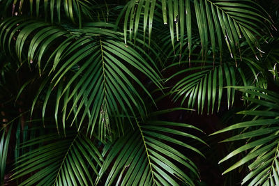 Low angle view of palm tree