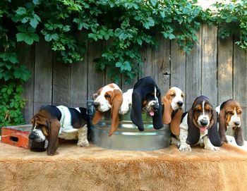 Portrait of basset hound puppies 