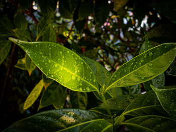 Close-up of raindrops on leaves