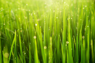 Full frame shot of raindrops on grass