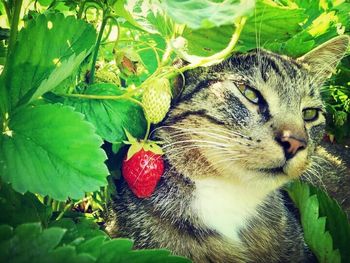 Close-up of red leaves