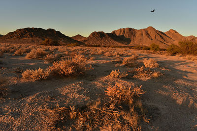 Scenic view of desert against clear sky during sunset