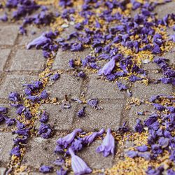 High angle view of purple flowers on sand