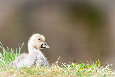 Close-up of a bird on field