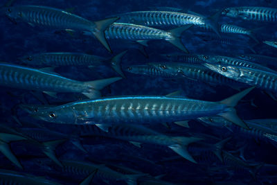 Close-up of fishes swimming in sea