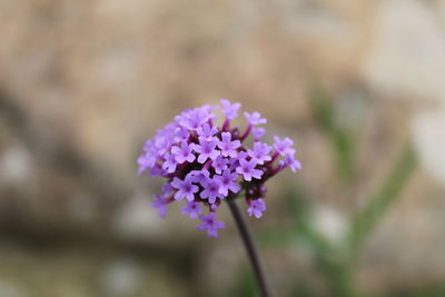 Close-up of purple flowers blooming outdoors