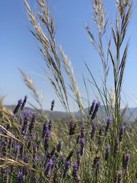 Close-up of purple flowering plants on field against sky