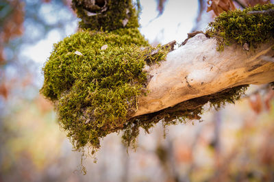 Close-up of moss growing on tree trunk