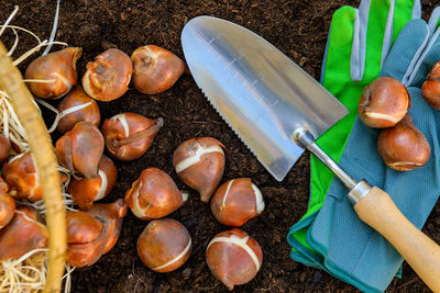 Tulip bulbs planting background. fall tulips planting and gardening flat lay studio still life.