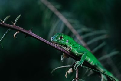 Close-up of lizard on tree