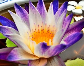 Close-up of purple flower blooming outdoors