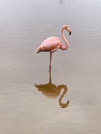 Flamingo standing in a lake on isabela island galapagos 