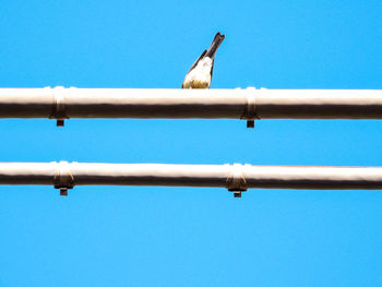 Low angle view of bird perching on metal against blue sky