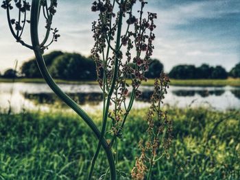 Close-up of plants growing on field against sky