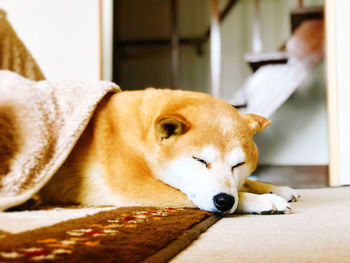 Shiba dog sleeping