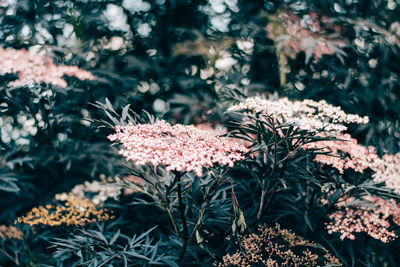 Close-up of flowering plants on field